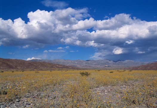 Death Valley WildFlowers